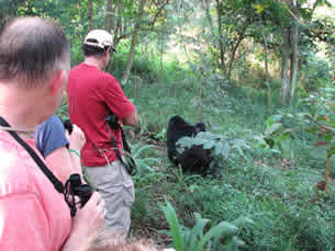 Gorilla tracking